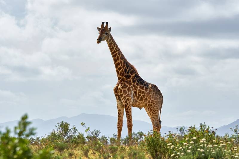 2 Days 1 Night Luxury Safari Tarangire & Ngorongoro Crater Safari