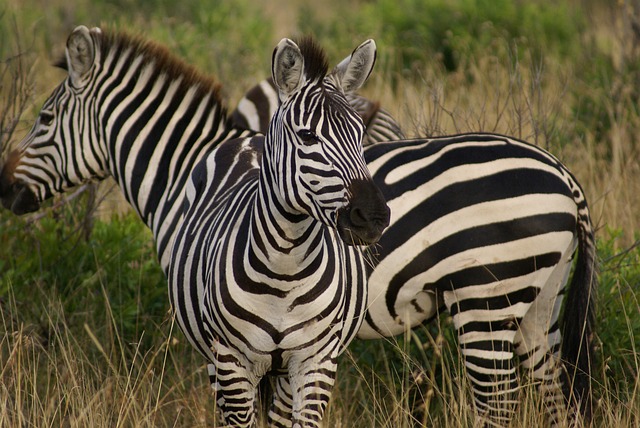 2 Days 1 Night Midrange Safari Tarangire & Lake Manyara Safari