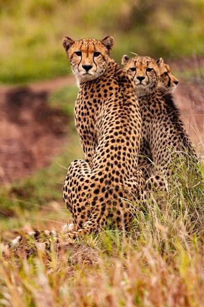3 Days 2 Nights Midrange Tarangire Lake Manyara & Ngorongoro Crater Safari