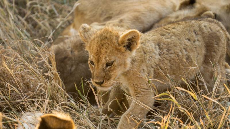 4 Days 3 Nights Tarangire Serengeti Ngorongoro & Manyara Safari Tour