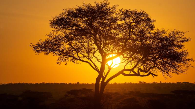 4 Days 3 Nights Tarangire Serengeti Ngorongoro & Manyara Safari Tour