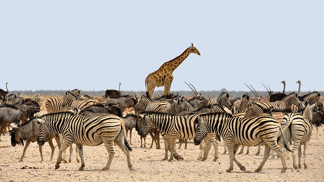 5 Days 4 Nights Tarangire Serengeti Ngorongoro Crater &  Lake Manyara Safari Image