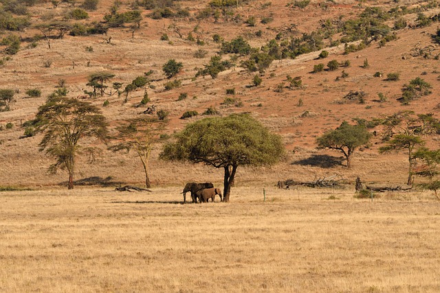 8 Days 7 Nights Tarangire Serengeti Ngorongoro & Manyara Safari