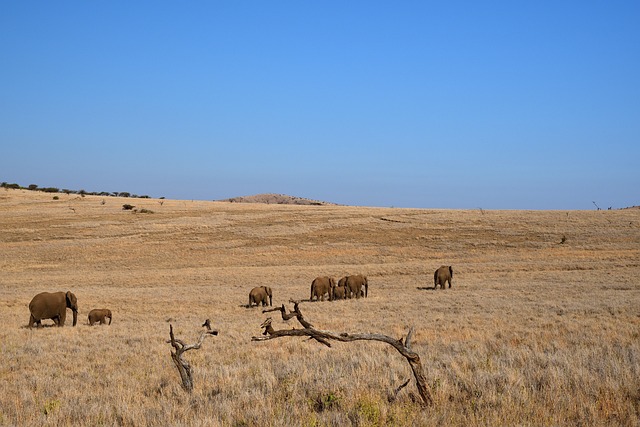 8 Days 7 Nights Tarangire Serengeti Ngorongoro & Manyara Safari