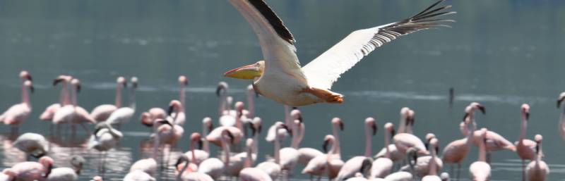 3 NIGHTS TO LAKE NAKURU & MAASAI MARA Image