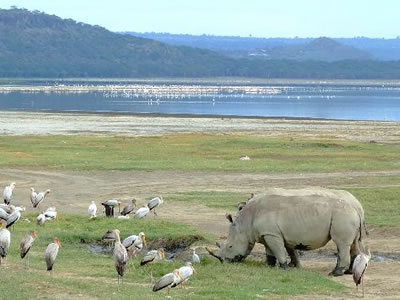 3 NIGHTS TO LAKE NAKURU & MAASAI MARA