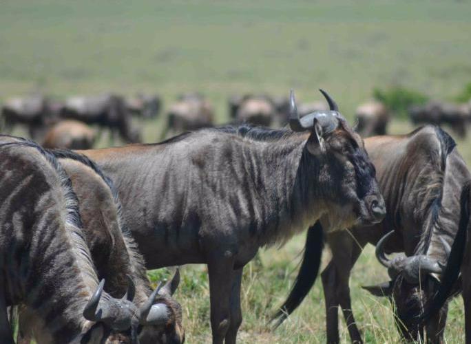 3 NIGHTS TO LAKE NAKURU & MAASAI MARA
