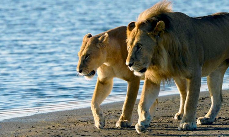 5 Days Saadani National Park Safari Tour Image