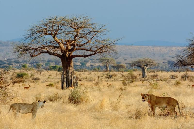 5 Days Ruaha National Park Safari Tour Image