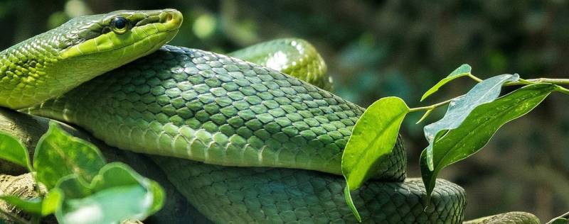 One Day Arusha Snake Park Package Image