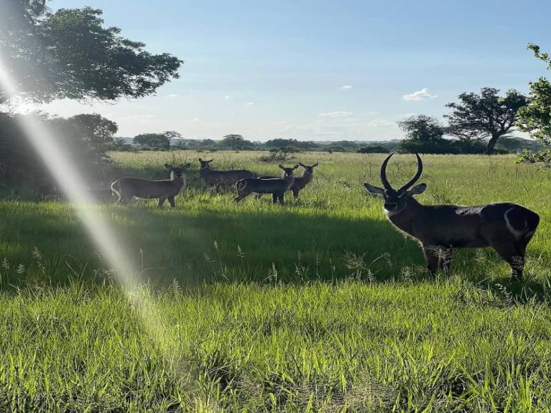 5 Days Saadani National Park Safari Tour