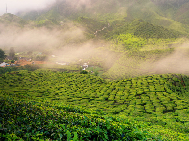 Kerala Kaleidoscope 5N - 6D Tour