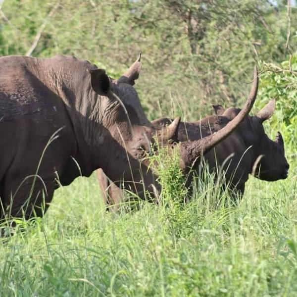 3 Nights 4 Days Maasai Mara Package