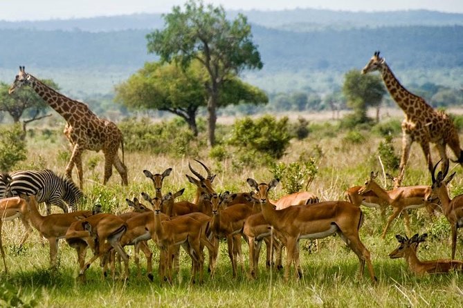 Mikumi National Park - Day Trip Image