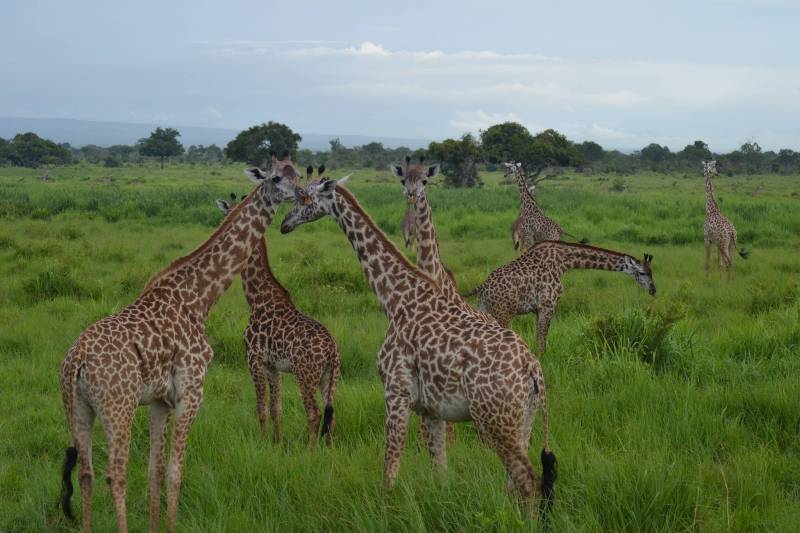 SELOUS NATIONAL PARK 2 DAYS 1 NIGHT FROM ZANZIBAR