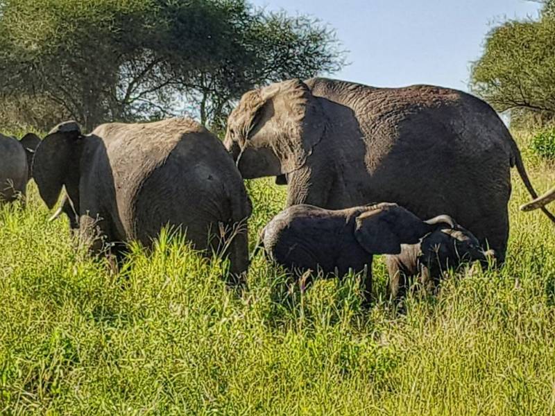 Serengeti and Ngorongoro Creater  3 Days 2 Night