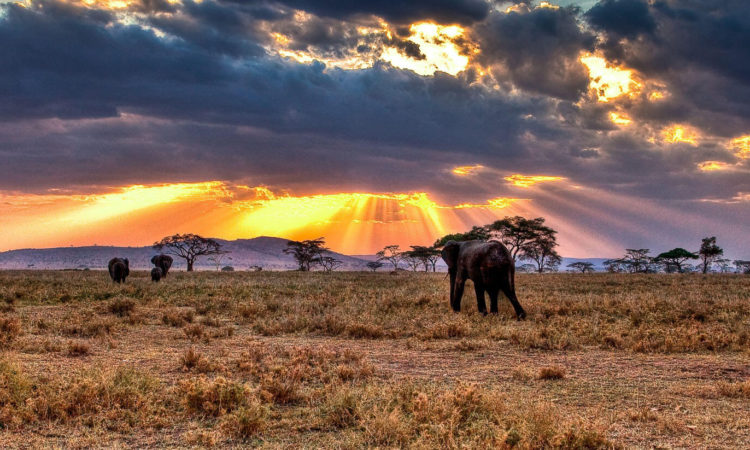 6 DAYS WIlDEBEESTS MIGRATION NDUTU