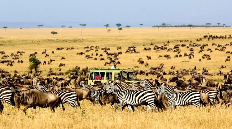 6 DAYS WIlDEBEESTS MIGRATION NDUTU