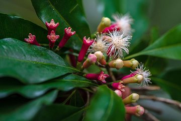 3 DAYS ZANZIBAR HOLLY DAY