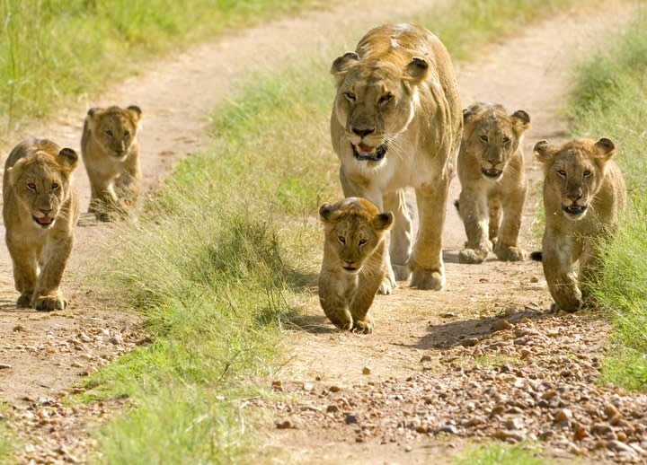 3 Days Mikumi National Park Tour