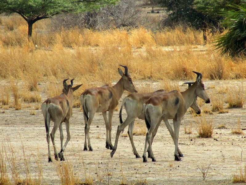 Selous National Park Day Trip