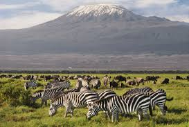 The Iconic View - Amboseli National Park Tour