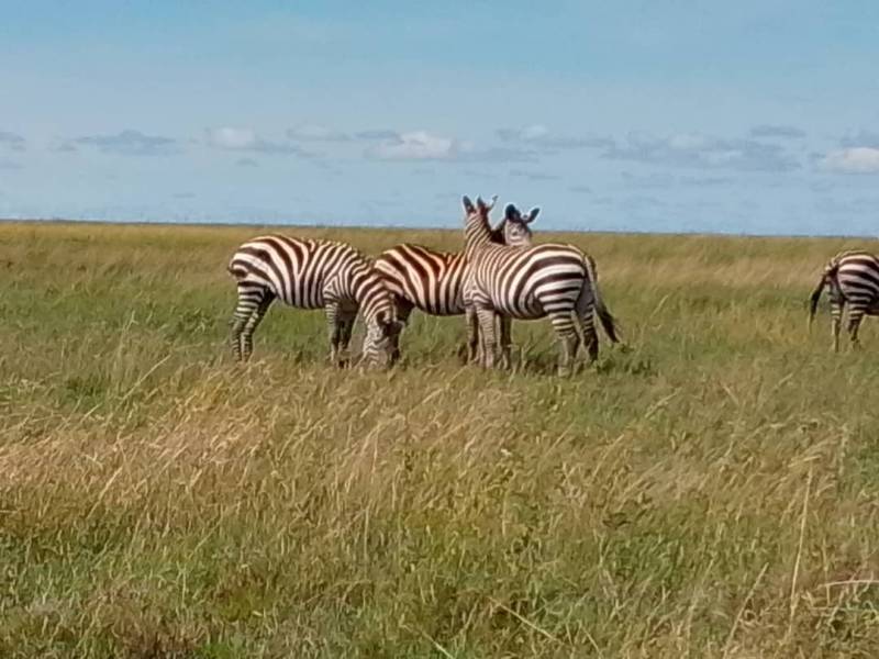 6 Days  5 Nights Kenya Tour