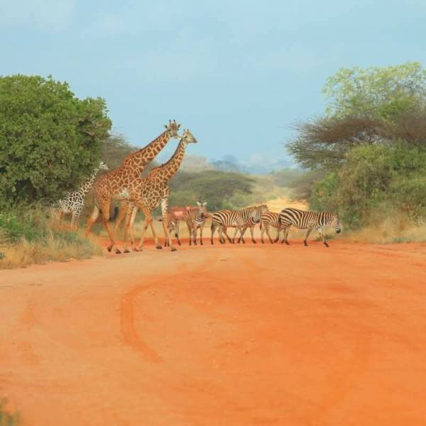 Kenya Safari 11 Days 10 Nights 4 Adults