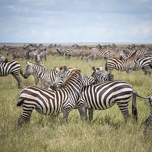 From Sky To Savannah: A 5-Day Private Safari From Kilimanjaro To Tarangire, Serengeti, Ngorongoro