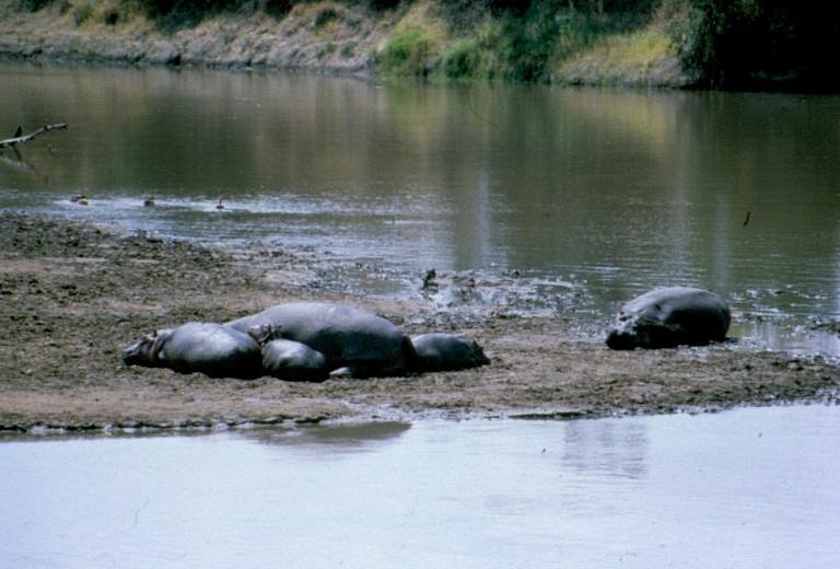 From Sky to Savannah: A 5-Day Private Safari from Kilimanjaro to Tarangire, Serengeti, Ngorongoro