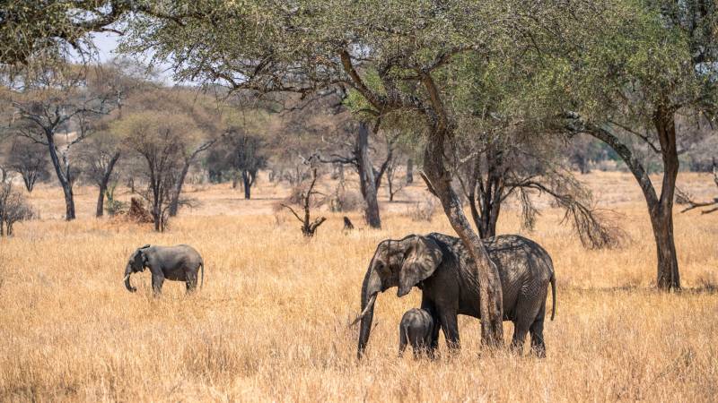 From Sky to Savannah: A 5-Day Private Safari from Kilimanjaro to Tarangire, Serengeti, Ngorongoro
