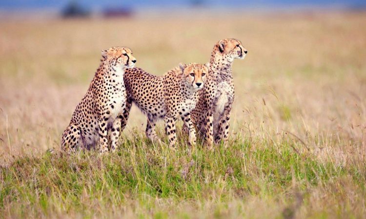 From Sky to Savannah: A 5-Day Private Safari from Kilimanjaro to Tarangire, Serengeti, Ngorongoro