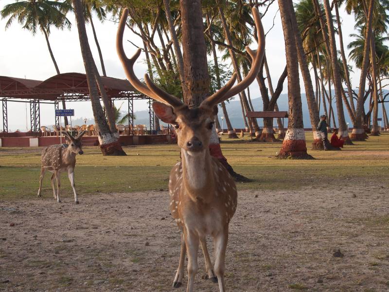 Andaman - Nicobar Island 4N 5D Tour