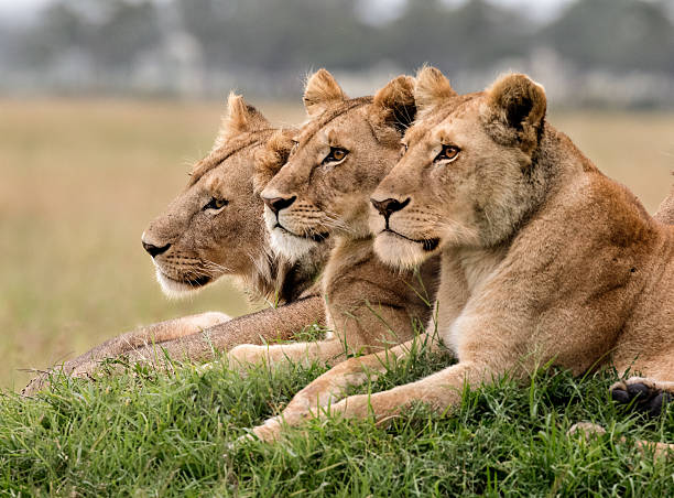 2 Nights 3 Days Masai Mara