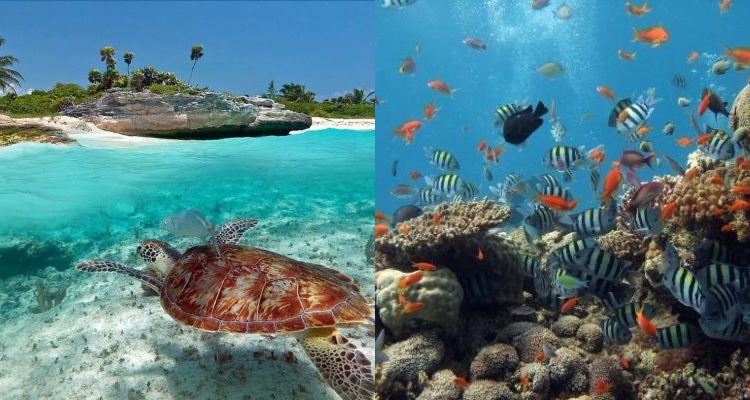 6 Nights 7 Days Bush To Beach Tour