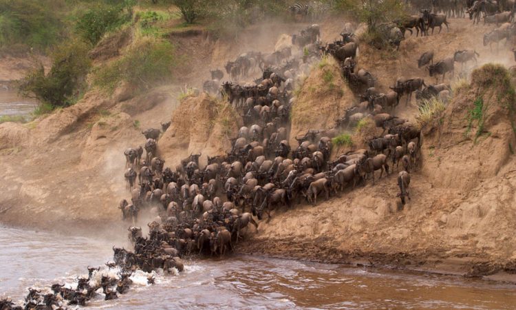2 Nights 3 Days - Nairobi - Narok - Masai Mara