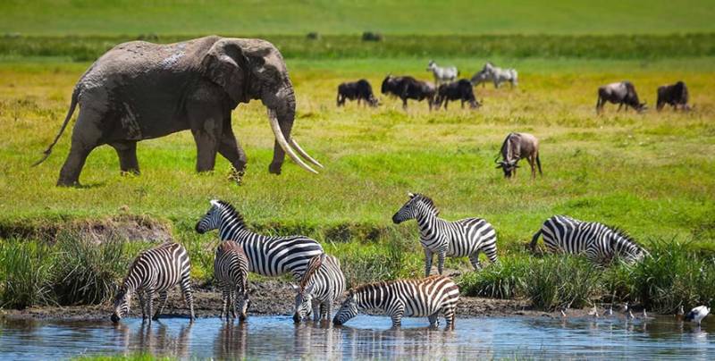 6 Days Tanzania Wildlife Tours and Safari