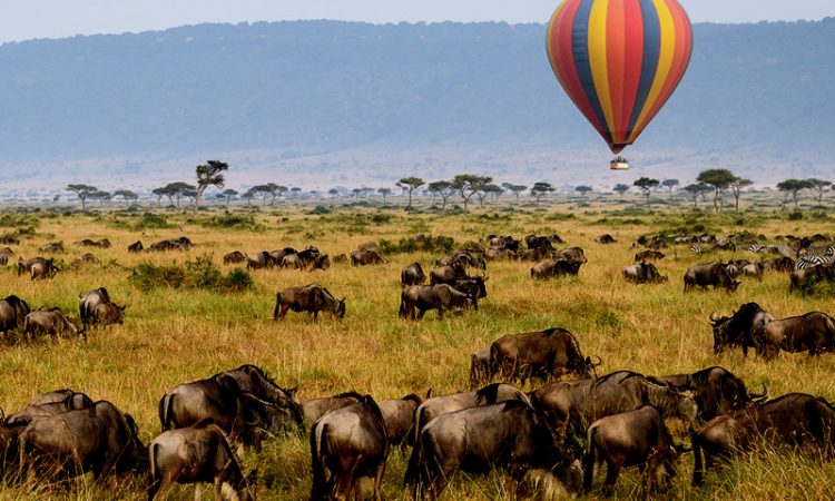 6 Days Tanzania Wildlife Tours and Safari