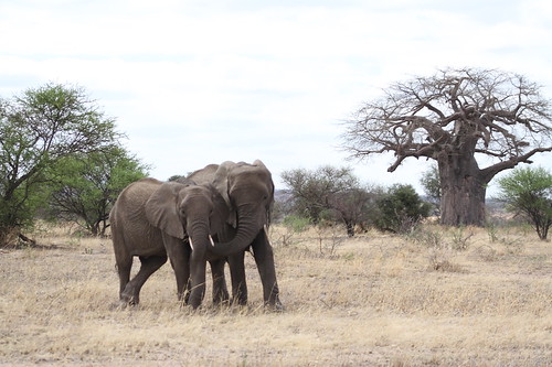 7 Days Tanzania with the Great Migration North Serengeti