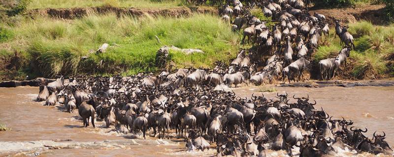 7 Days Tanzania with the Great Migration North Serengeti