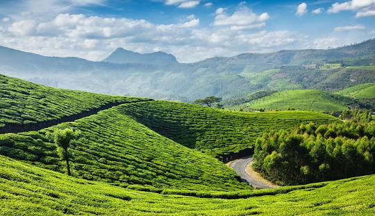 3N 4D Cochin - Munnar - Thekkady Package