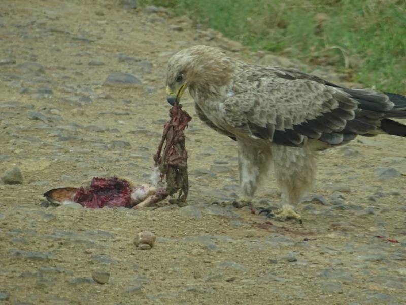 8 Days Of Wilderness In Luxury Tour