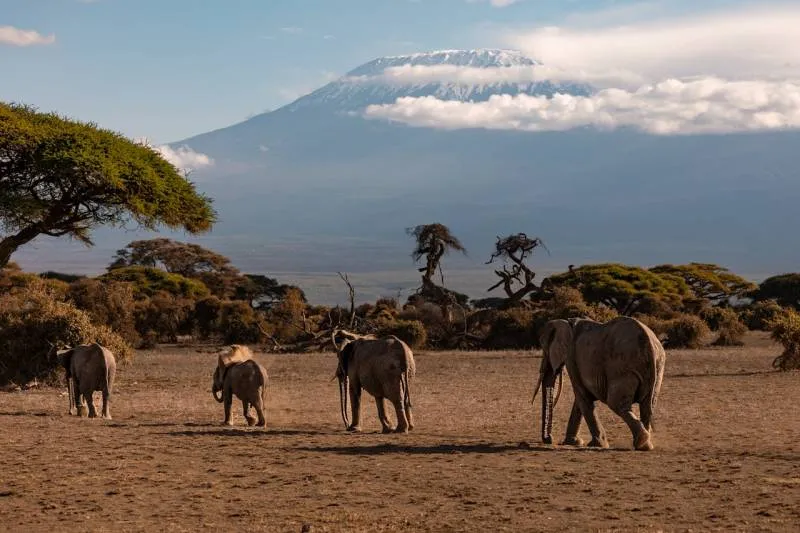 Machame Route - 8 Days Tour Image