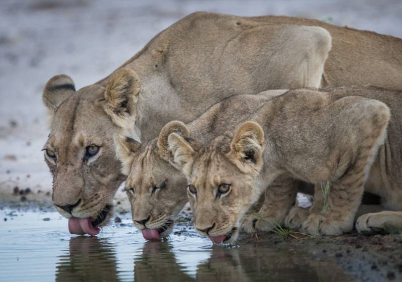 15 Days Kenya - Tanzania Safari Tour