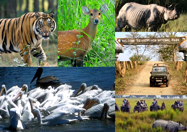 5N 6D Peaceful Kaziranga North East Package