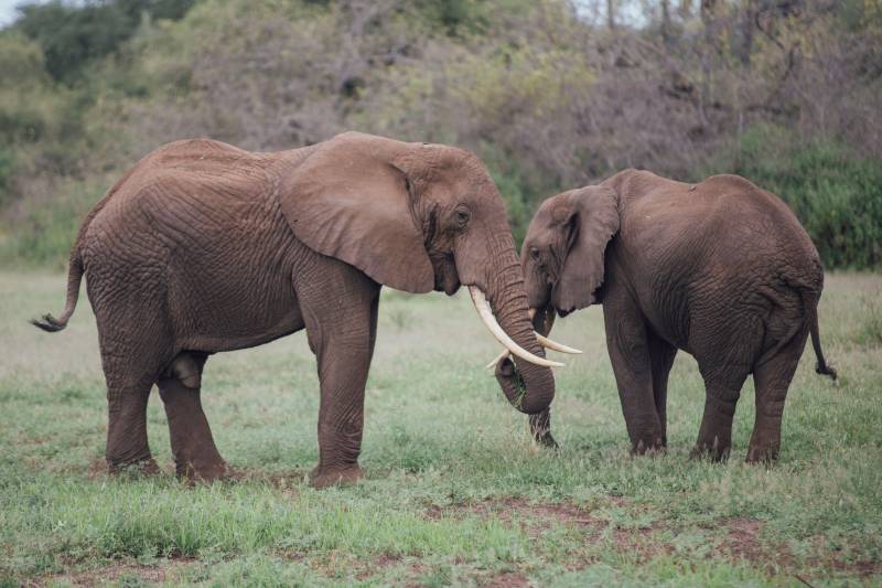 Kifaru Safari – 3 Nights 4 Days Safari