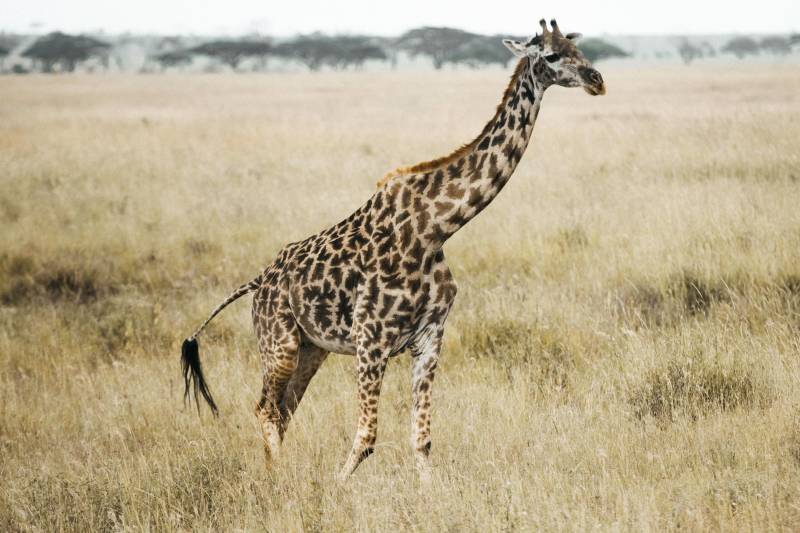 Kifaru Safari – 3 Nights 4 Days Safari