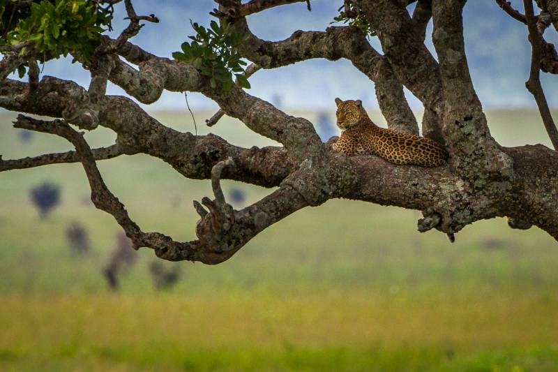 DUMA SAFARI – 5 NIGHTS / 6 DAYS