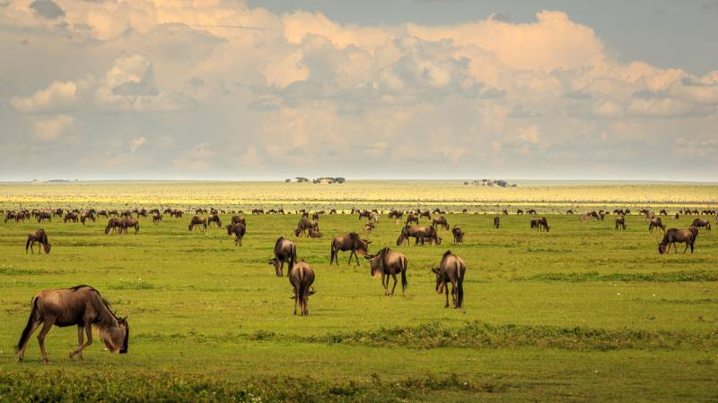DUMA SAFARI – 5 NIGHTS / 6 DAYS