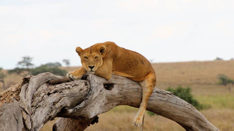 DUMA SAFARI – 5 NIGHTS / 6 DAYS